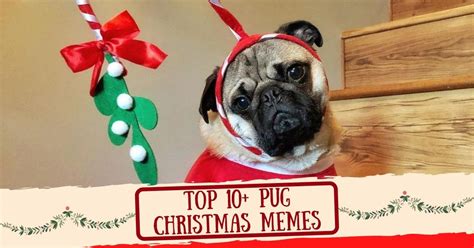 Top 10 Pug Christmas Memes That Will Make You Merry