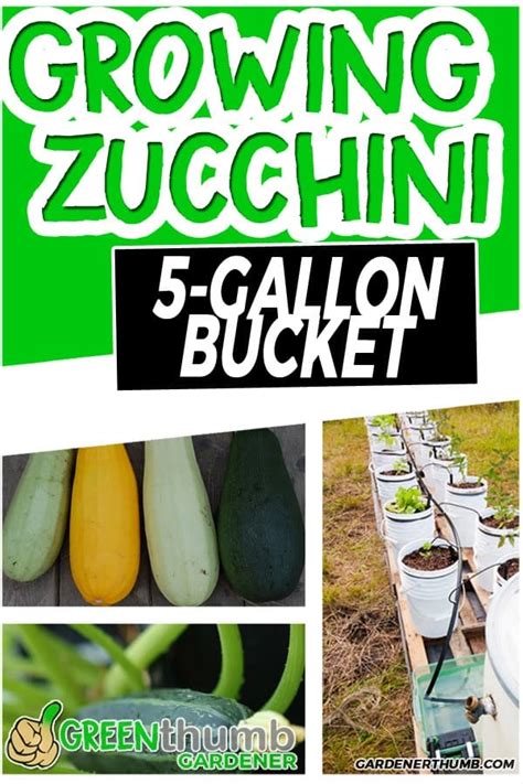 Why Grow Zucchini In A 5 Gallon Bucket Container Gardening