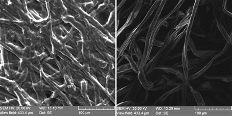 Sem Image Of Pristine Regenerated Cellulose Left And Cotton Right