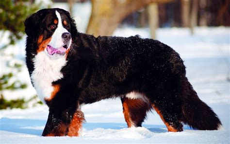 Do Bernese Mountain Dogs Get Along With Other Dogs