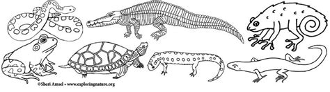 22+ amphibian coloring pages for printing and coloring. Amphibian and Reptile Coloring Pages