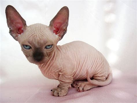 Sphynx Cats 101 Fun Facts And Information Animal Facts