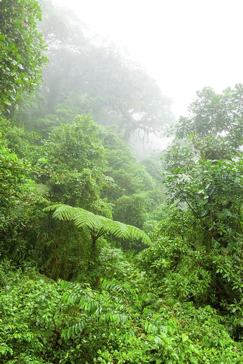 Misty Rainforest In Monteverde Cloud Forest Reserve Photograph By