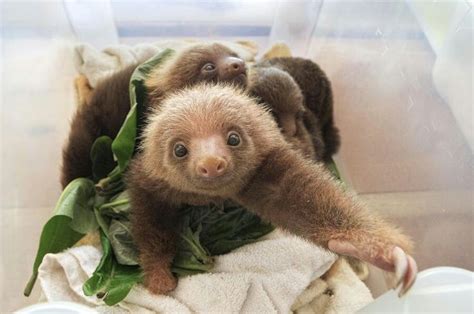 Leniwce Cute Baby Sloths Baby Sloth Cute Animals