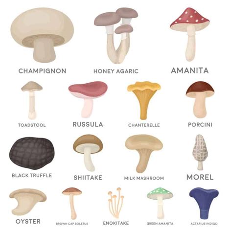 Types Of Mushrooms Chart Maitake Mushroom Porcini Mushrooms Mushroom