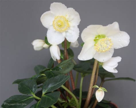 la rose de Noël ou Helleborus niger une des rares plantes qui fleurit