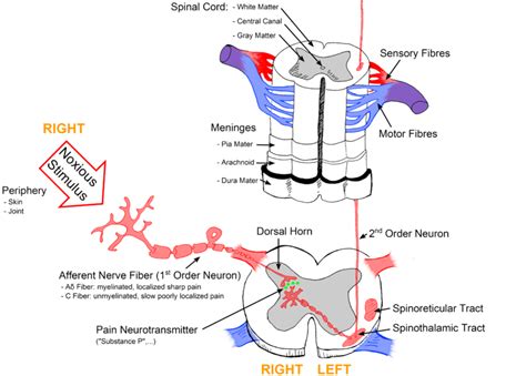 Pain Pathway Physiology Of Pain Anesthesia Blog