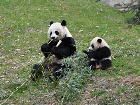 Pin On Giant Panda Cubs