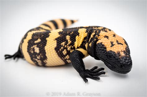 It has black, orange, pink or yellow broken blotches, bars and spots, with bands extending onto its blunt tail. Baby Gila monsters rule the world - Goatsby's Place