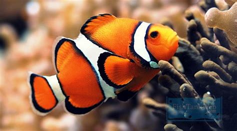 Here is a list of the types of fish for aquarium that can occupy different water levels in your aquarium and are acceptable when it comes to a community tank: Types of Tropical Fish - Beginner Guide Tips | Tropical ...