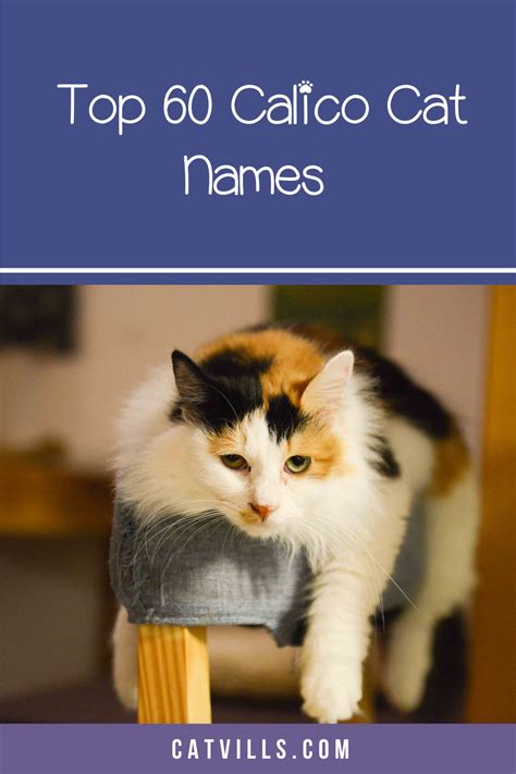 Check out our clever cat card selection for the very best in unique or custom, handmade pieces from our shops. 60 Clever Calico Cat Names You'll Adore - CatVills in 2020 ...