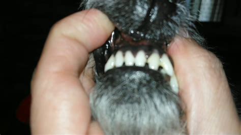 What Would Cause A Dogs Gums To Turn Black