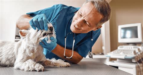 3 Reasons Why Your Pet Needs A Yearly Dental Checkup Vetsource