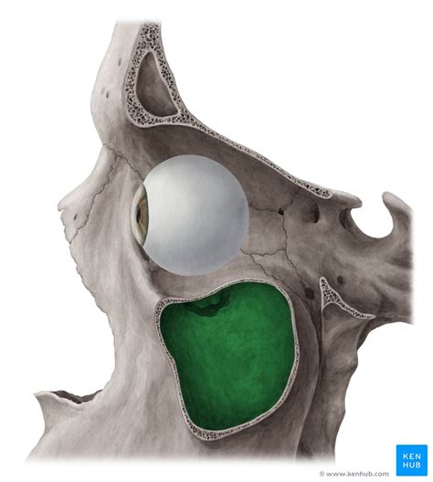 Maxillary Sinus Anatomy And Structure Kenhub