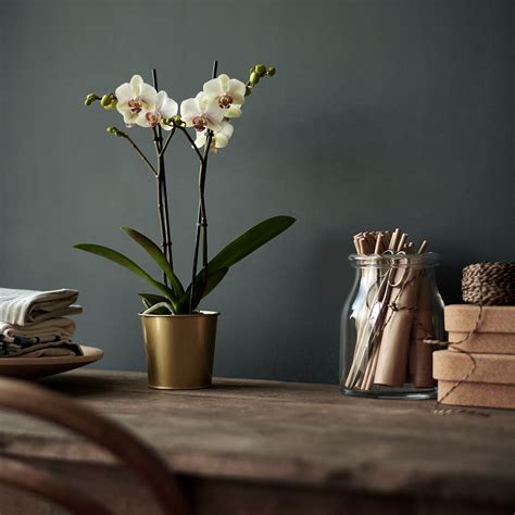 PHALAENOPSIS Potteplante - orkidé, multiflora 2 stilker - IKEA