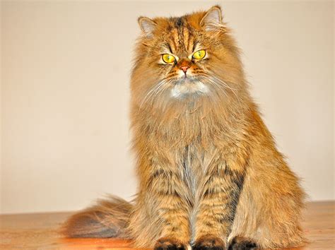 Reviews for the best cat food for persian cats. Persian Cat Care