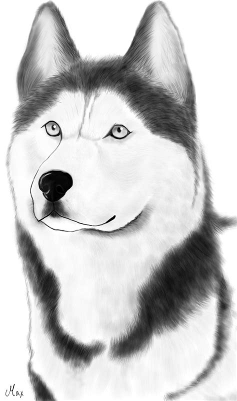 Leave a comment on how to draw a husky. Siberian husky by yamimaximus on DeviantArt