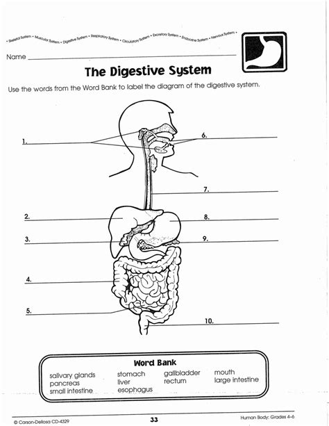 Https://tommynaija.com/worksheet/digestive System Worksheet Answer Key Pdf