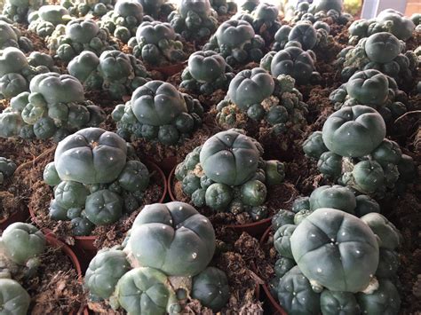 Peyote Cactus Of Hallucination Botanical Shaman