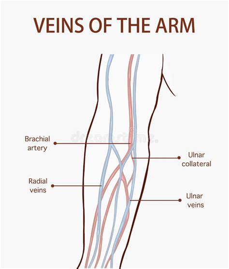 Anatomy Veins Arm Stock Illustrations 89 Anatomy Veins Arm Stock