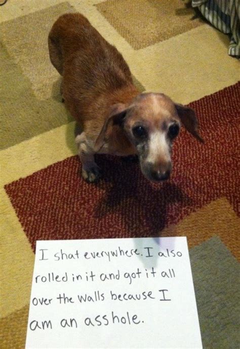 Dog Shaming Hilarious Pictures Of Pet Shaming At Its Best