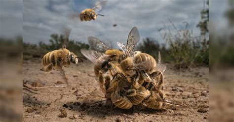 Honey Bee Queen Mating