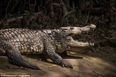 Marks On Ancient Fossilised Bones May Be Crocodile Bites Daily Mail