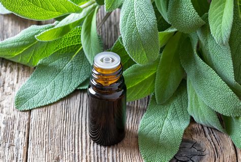 5 Benefits Of Sage For Hair And Ways To Use It Emedihealth