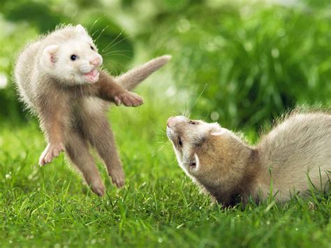 ferret care a guide to the basics vetbabble
