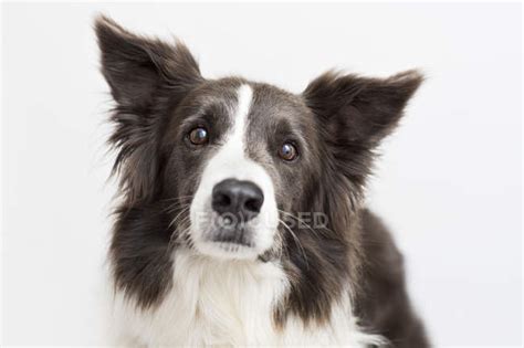 Close Up Of Border Collie Dog Face — Front View One