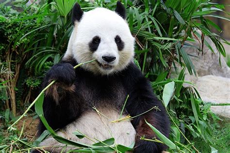 Female Panda Fakes Pregnancy To Get Extra Food And Other Treats Madeformums