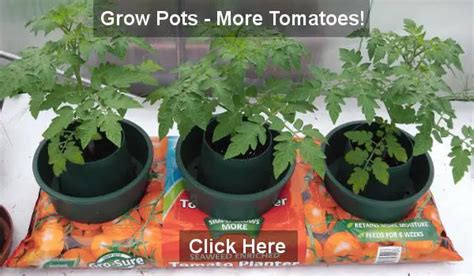 Tomato Growing In Containers Pots And Grow Bags