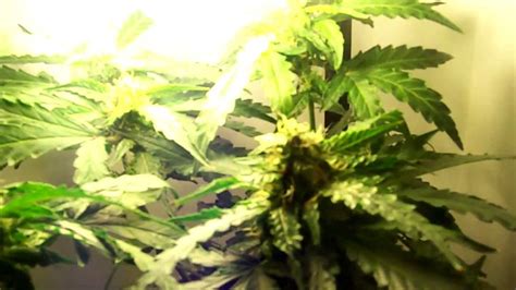 You can easily compare and choose from the 10 best stealth grow led lights for you. Autoflower CFL Stealth Grow ( Part 5 ) - YouTube