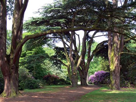 Some cedar trees, like the blue atlas, grow more than 100 feet. Cedar Tree Pictures, Facts on Cedar Trees