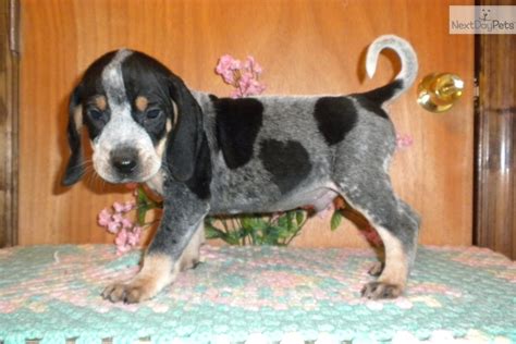 Bluetick Coonhound For Sale For 400 Near Augusta Georgia 1377dd51 2421