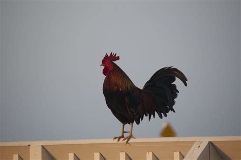 From wikimedia commons, the free media repository. Key West Roosters - Fun in Key West