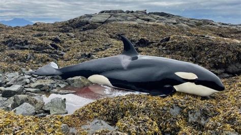 Stranded Killer Whale Rescued In Alaska Inside Edition