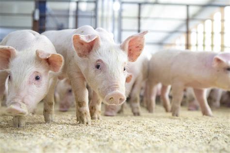 Pig Farming In South Africa
