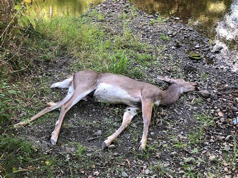 First Case Of Deadly Ehd Disease Reported In Upstate Ny Deer