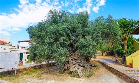 Discover The Oldest Olive Trees In The World A Z Animals