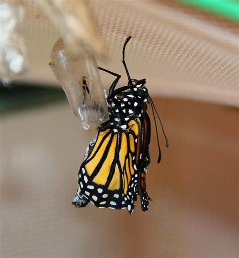 A Special Monarch Butterfly