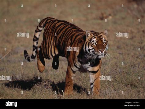 Bengal Tiger Panthera Tigris Tigris Running Stock Photo Alamy