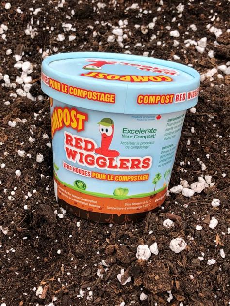Compost Red Wiggler Live Composting Worms 50 Count Canadian Tire