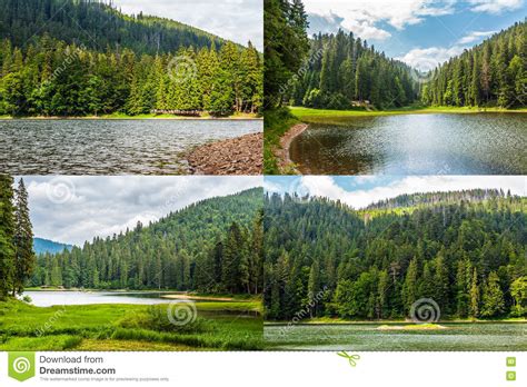 Image Set Of Spruce Forest Around The Lake In Mountains Stock Photo