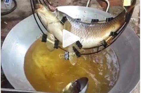 Cara goreng ikan mas biar garing : Cara Goreng Ikan Ini Bikin Netizen Heran, Kenapa ...