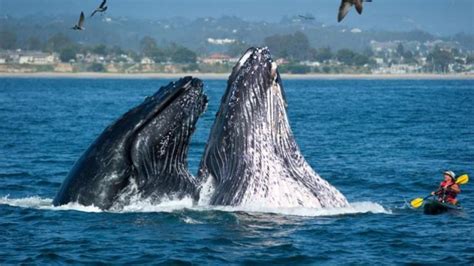 5 أماكن لمشاهدة الحيتان الضخمة في أمريكا الغربية المرسال