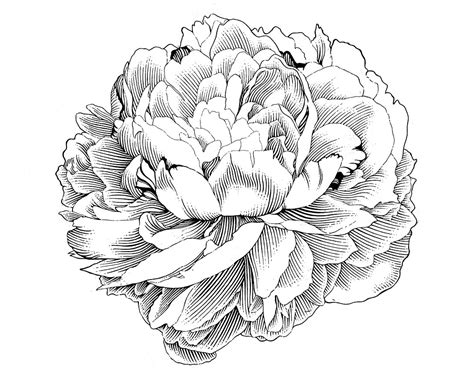Peony Line Drawing At Getdrawings Free Download