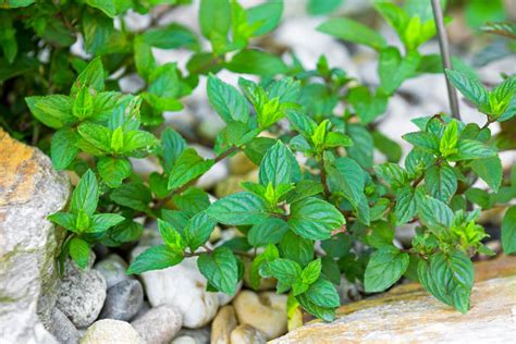 Types Of Mint Plants: How To Grow And Use Popular Mint Varieties