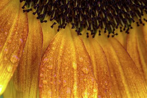 Raindrops On Sunflower Petals Photograph By Cathy Mahnke Fine Art America