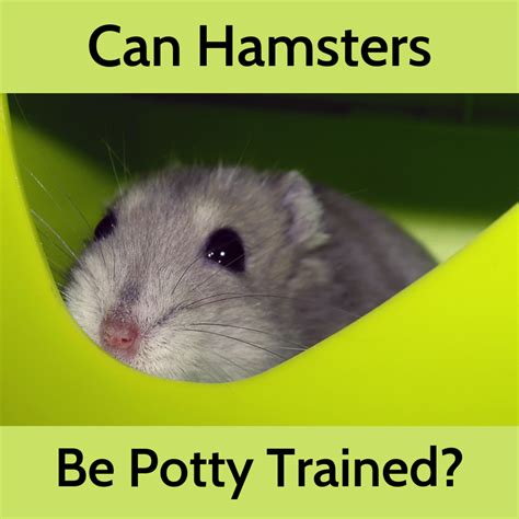 How To Train Your Hamster To Use A Litter Box Pethelpful